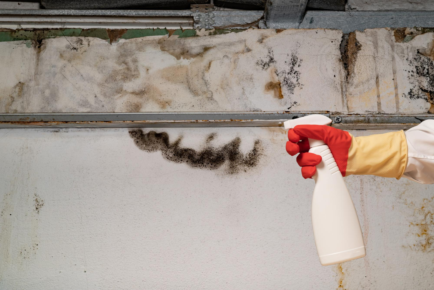 Simple Steps To Remove Mold From Your Walls