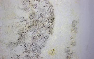 The Essential Guide to Mold Removal and Prevention in Your Home