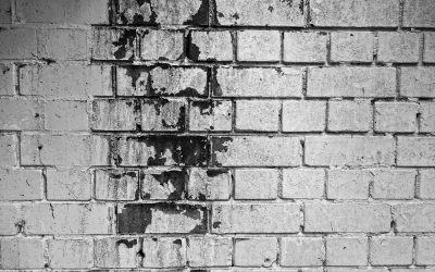 The Beginner&rsquo;s Guide to Mold Detection and Removal