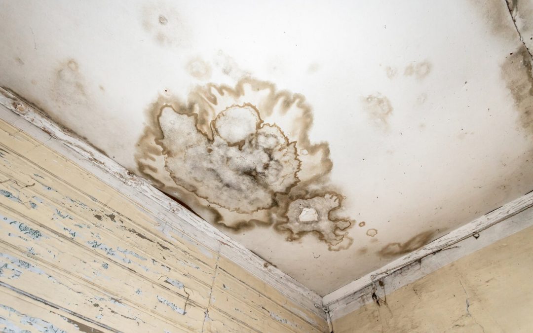 Mold Remediation After Flood Damage: Essential Steps for Indianapolis Homeowners